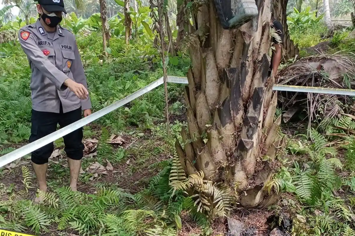 Istri Temukan Suaminya Sudah Meninggal & Hangus Terbakar di Kebun Sawit Aceh Utara, Polisi Selidiki