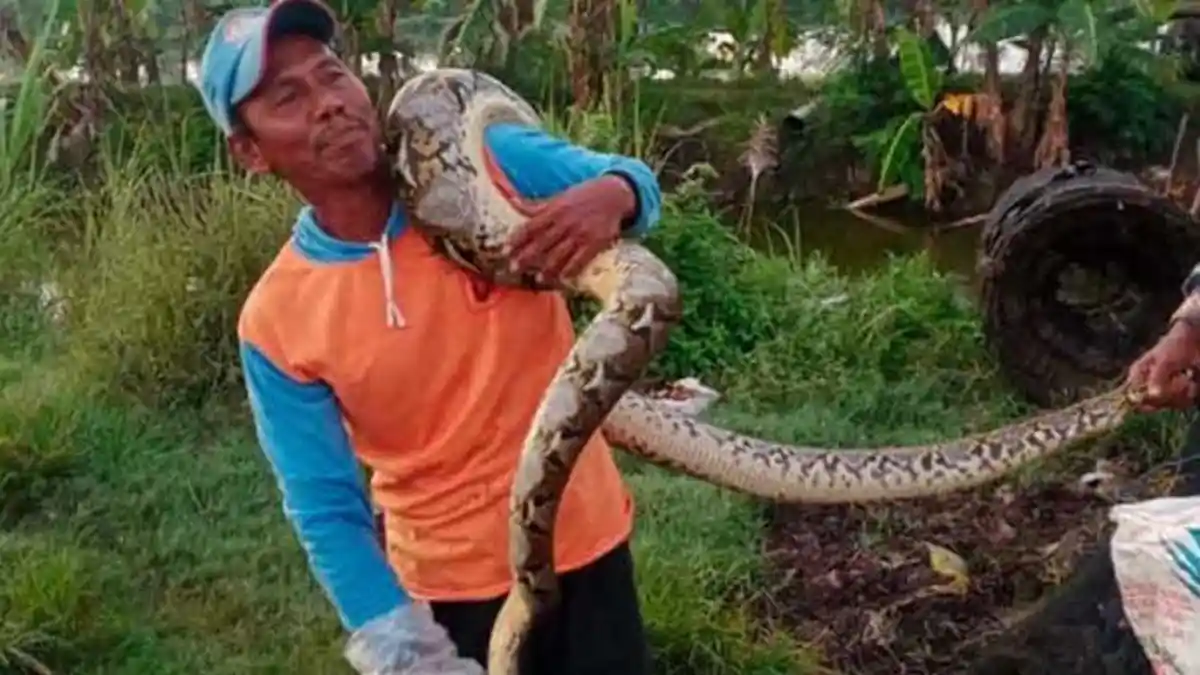 Ambil Perangkap Ikan, Warga Tuban Kaget Bukan Main Temukan Ular Piton 3 Meter Tersangkut
