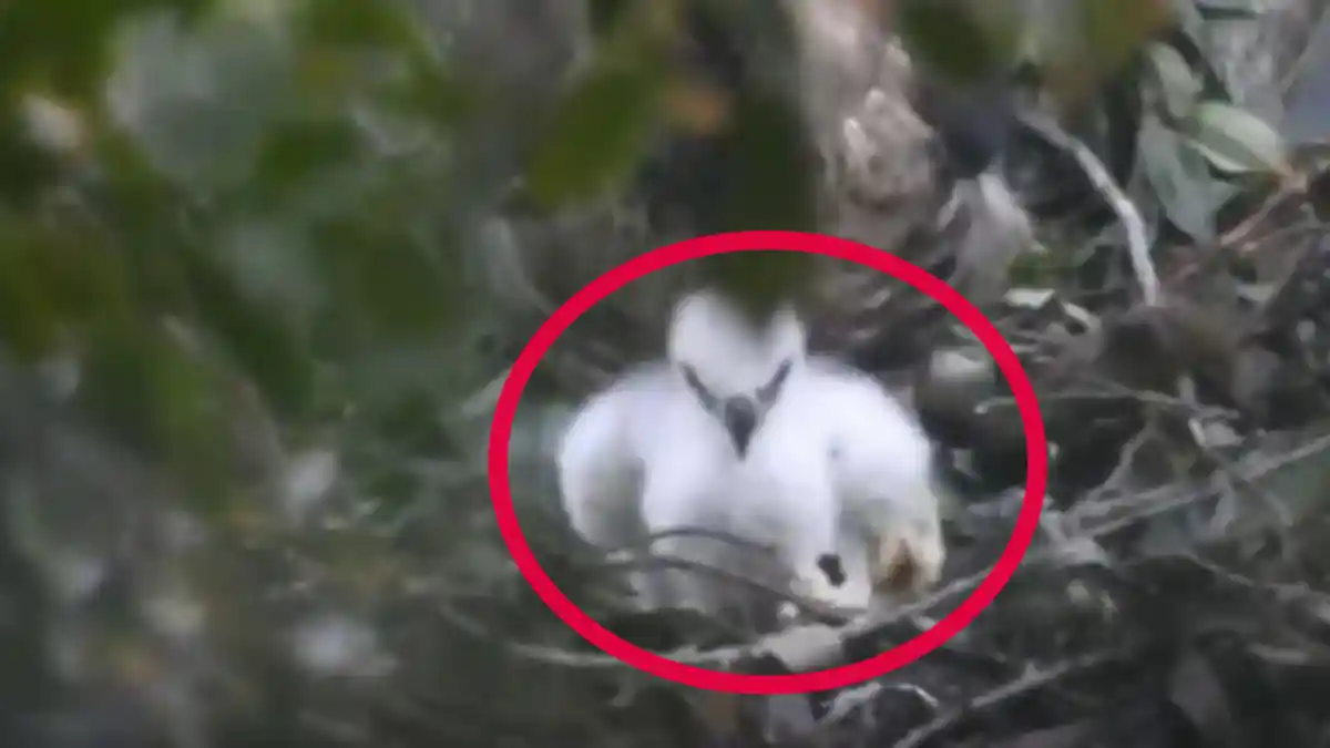 Video Anak Burung Garuda Hidup di Taman Nasional Gunung Gede Pangrango