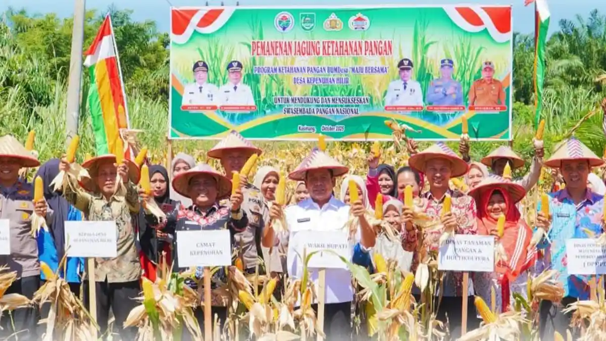 Panen Raya Jagung di Rohul, Wabup Poti Ikut Makan Jagung