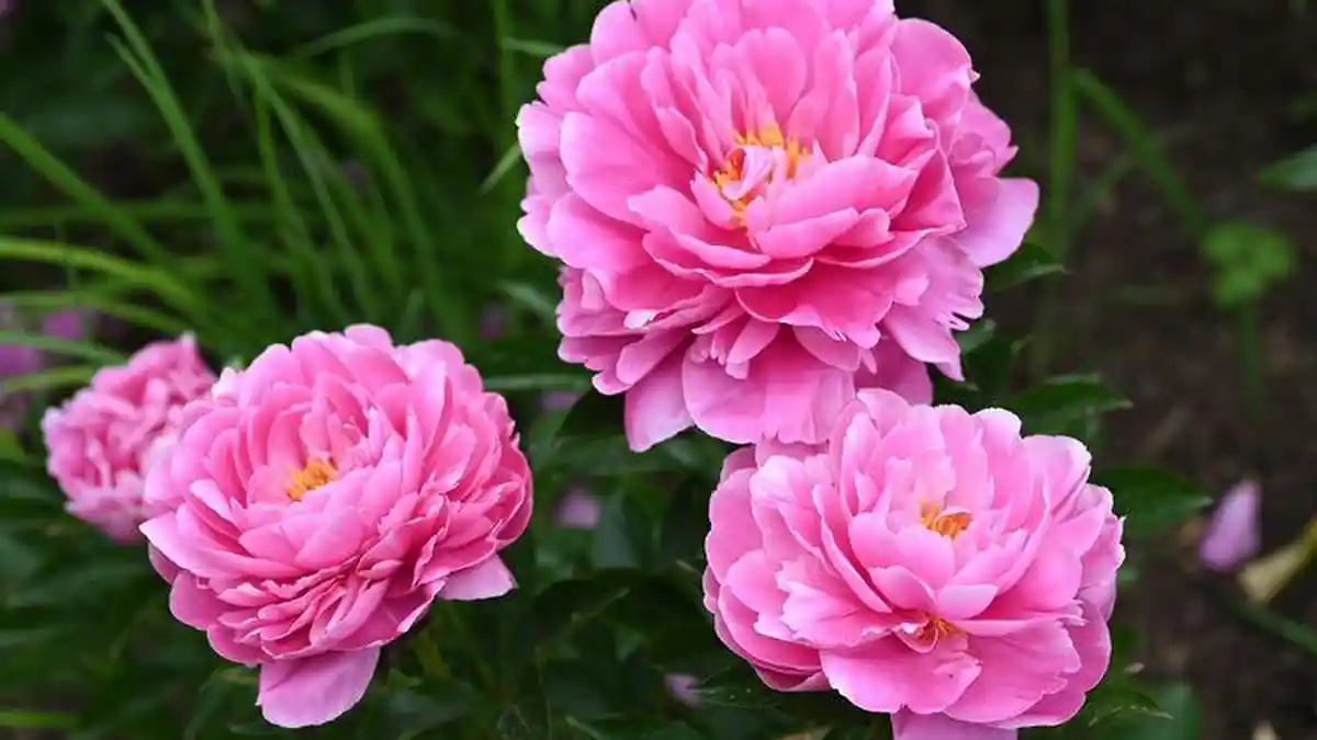 Feng Shui 2024 Cara Memaksimalkan Energi Bunga Peony, Simak Makna dan Cara Menggunakannya