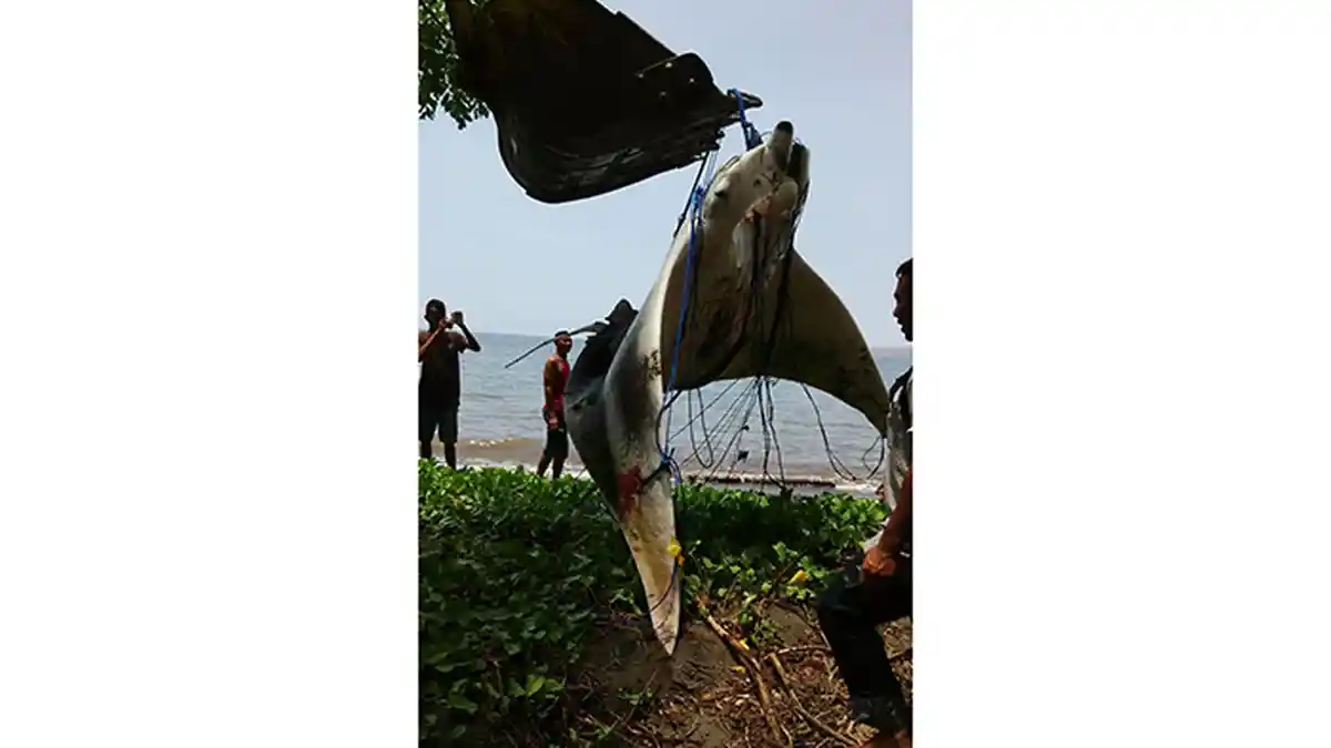 Ikan Pari 700 Kilogram Tangkapan Nelayan Flores Harus Diangkat dengan Eksavator