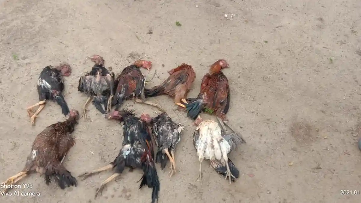 Warga Prabumulih Kembali Gempar, Puluhan Ayam Kampung Kejang lalu Mati Mendadak