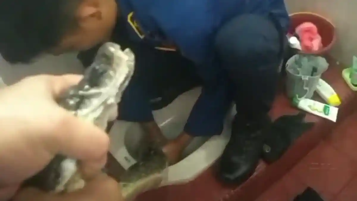 Tim Damkar Pekanbaru Evakuasi Ular Piton dari Dalam WC Warga, Panjangnya 3 Meter