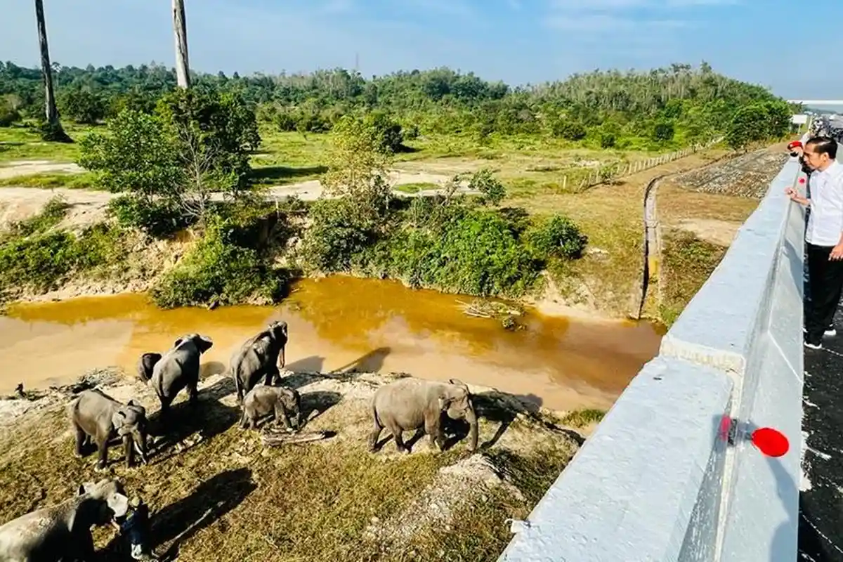 Alat GPS Collar Dikalungkan ke Gajah, Pantau Pergerakannya di Wilayah Tol Pekanbaru-Dumai