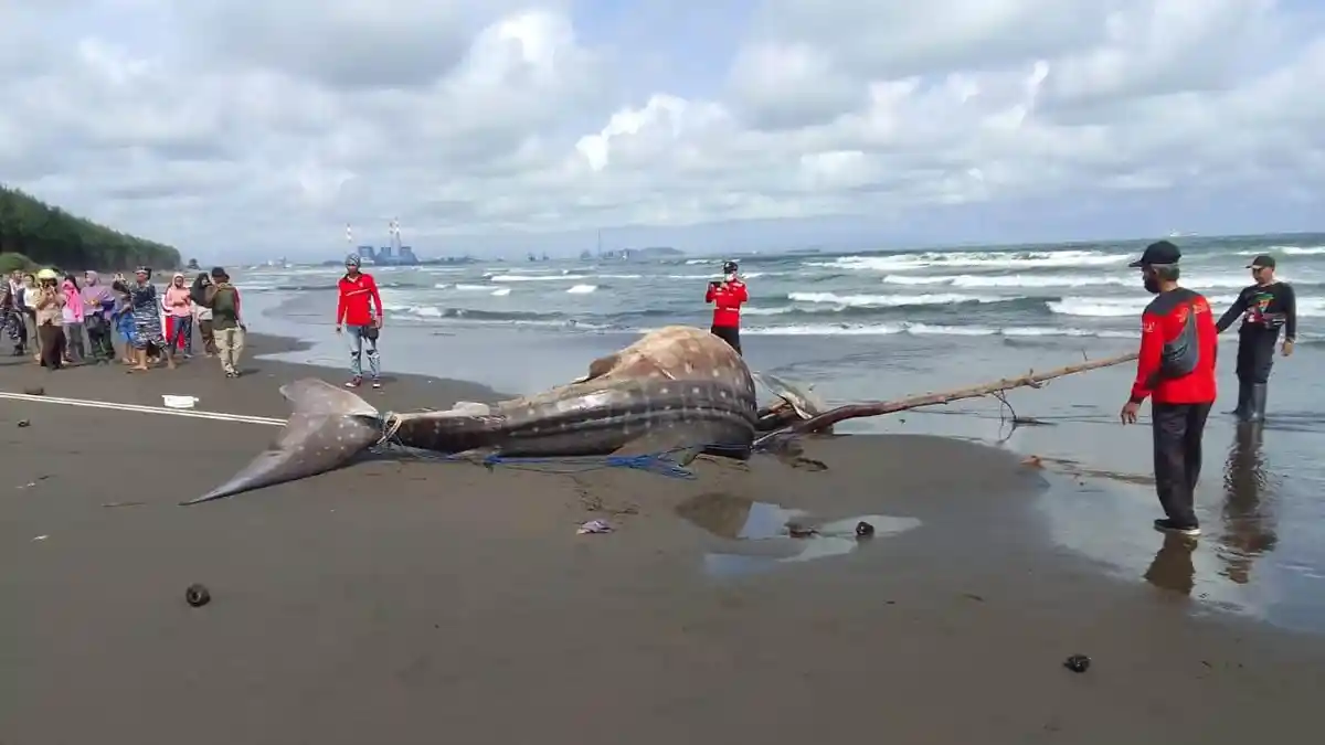 Heboh! Warga Cilacap Kembali Temukan Hiu Tutul Terdampa di Panti, Kali Ini Sepanjang 9 Meter