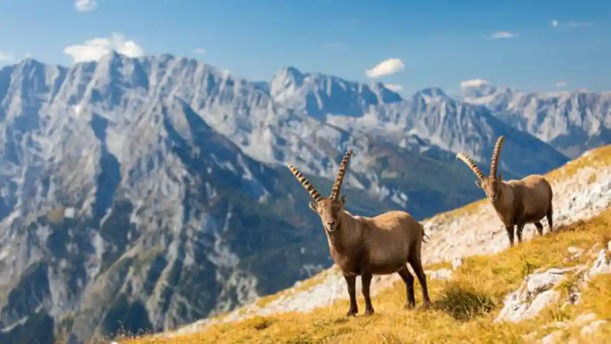 Ramalan Zodiak Capricorn Hari Ini, Selasa 9 April 2024, Bersabarlah Menghadapi Perangai Orang Lain