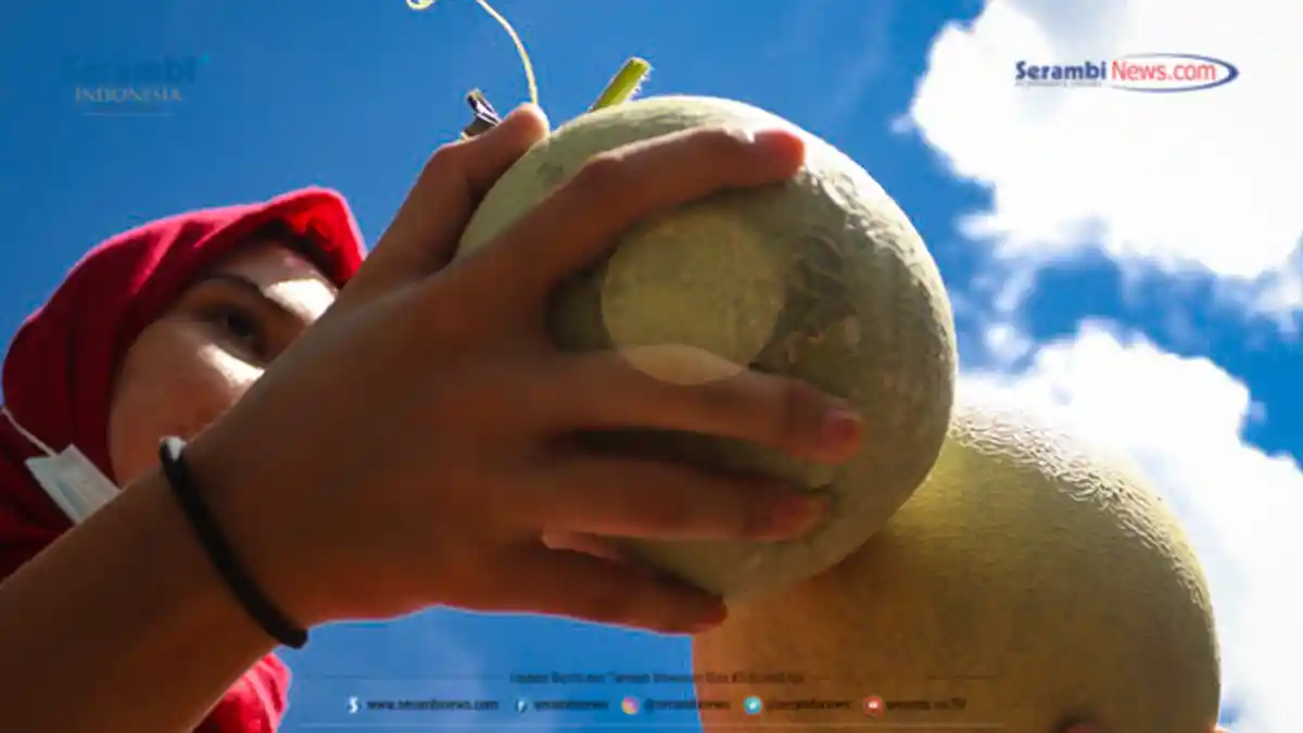 FOTO - Agrowisata Kebun Melon Pada Masa Pandemi Covid-19 di Ujong Pancu, Aceh Besar - pengunjung-memetik-buah-melon-1.jpg