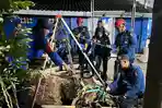 Sapi Kurban di Bandar Lampung Patah Pinggang Gara-gara Terperosok ke Lubang