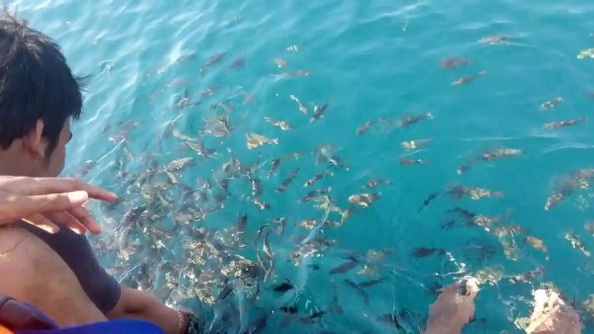 Bangsring Under Water, Surga Penyelam di Timur Pulau Jawa, Juga Bisa Berenang dengan Hiu