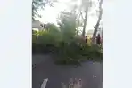 Pohon Talok di Jalan Hasanudin Solo Tumbang, Dua Pengendara Motor Terluka
