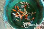 ikan-koi-di-kali-kecil_20180604_113313.jpg