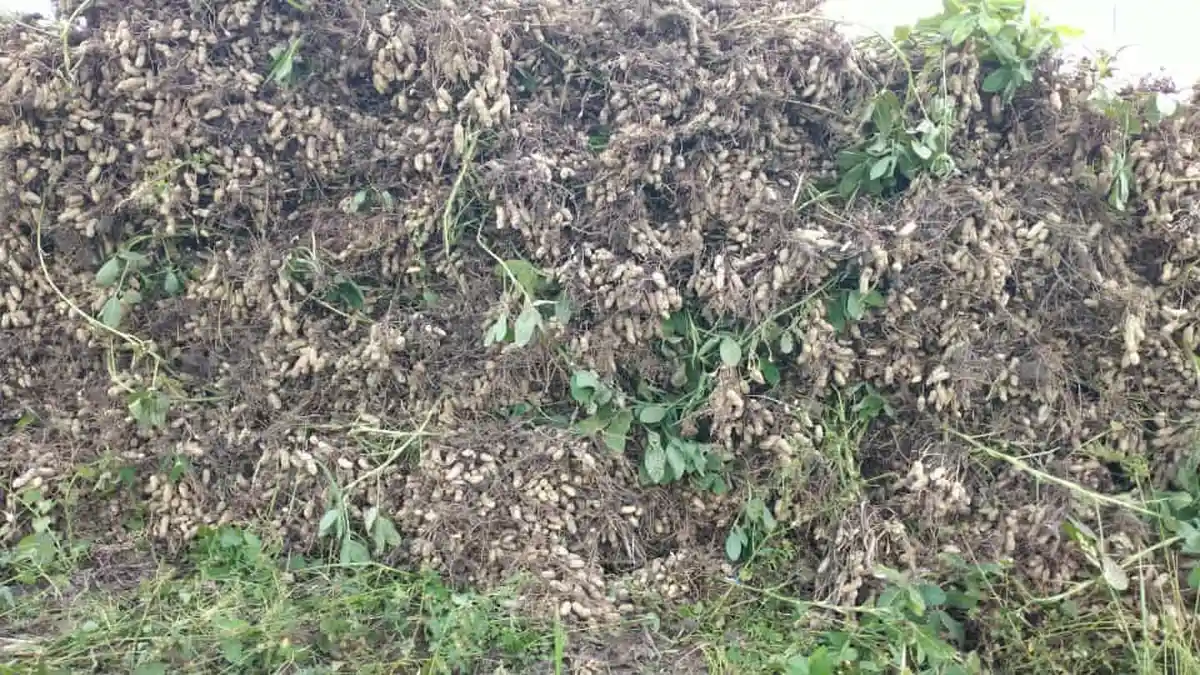 Wow, Harga Kacang Tanah di Bulukumba Tembus Rp620 Ribu Per Karung