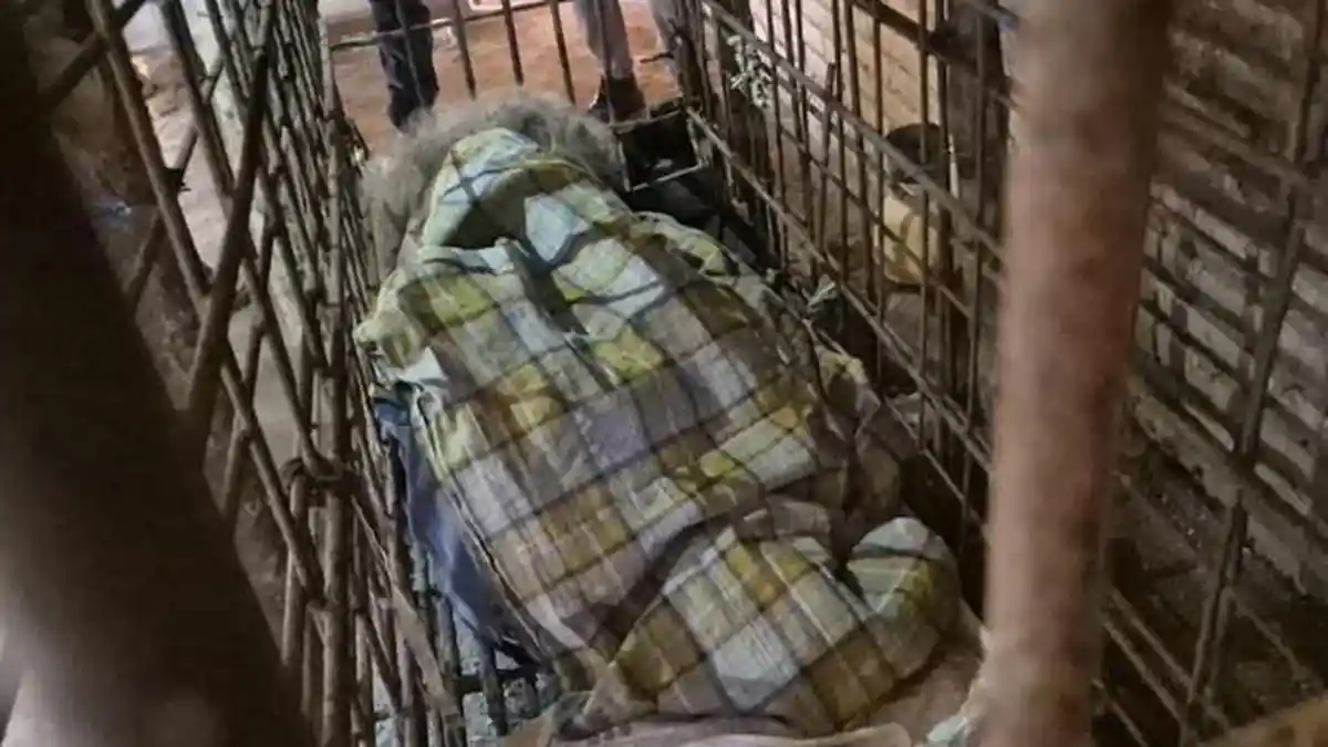 Sosok Mbah Kirno 20 Tahun Dikurung Kandang Besi karena Dianggap Sakti ...