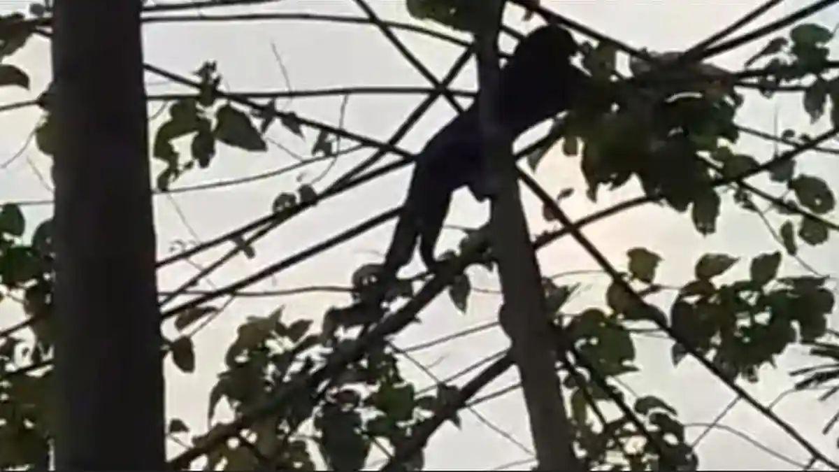 Macan Kumbang  Gunung Masigit Kareumbi Teror Warga Cikondang Sumedang, BKSDA Bakal Tembak Bius