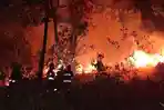 Kebakaran Hutan Mata Kucing Batam, Warga Bantu Padamkan Api Pakai Ranting Pohon