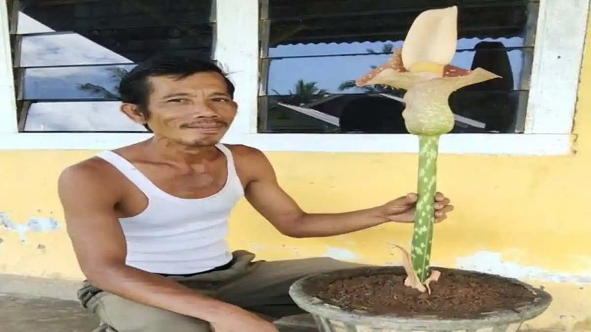 Warga Babat Musi Rawas ini Heran, Setelah 3 Hari Bunga yang Dipindahkannya ke Dalam Pot Berbau Busuk
