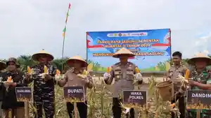 Waka-Panen-Jagung.jpg