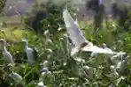Habitat Burung Blekok di Gedebage, Kota Bandung