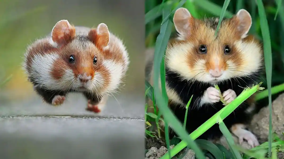 Hari Seninmu Berat? Coba Lihat 21 Gambar Hamster Liar yang Lucu Ini, Dijamin Langsung Bahagia!