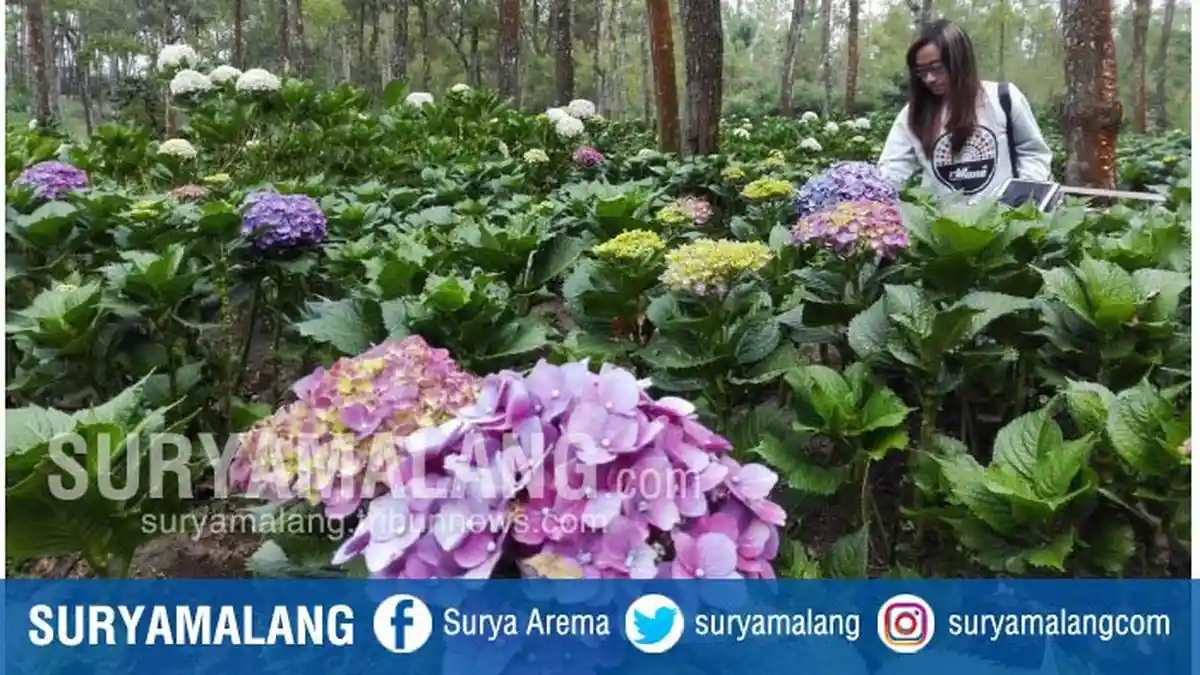 Look Hydrangea Flowers in Flower Garden at Coban Talun Batu City
