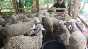 KAMBING-KURBAN-Pekerja-memberi-pangan.jpg
