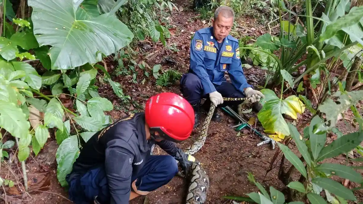 Beri Makan Ayam, Pria di Ciamis Kaget Temukan Ular Sanca 2,2 Meter, Langsung Lapor Damkar