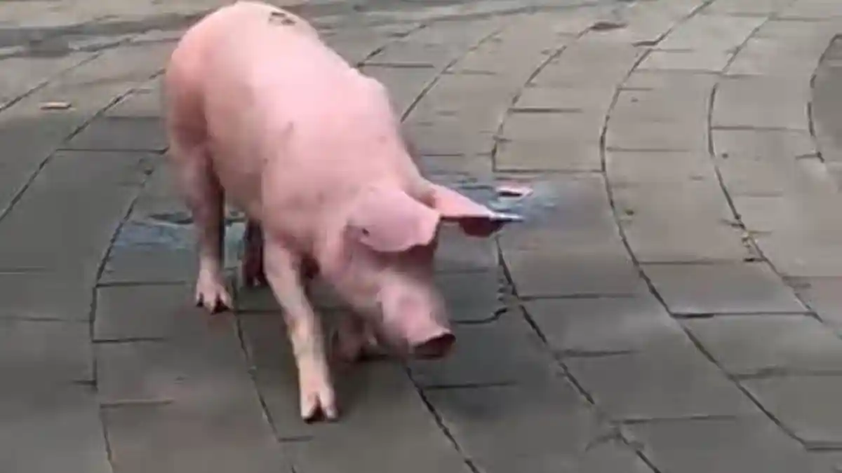 VIRAL, Babi Pink Bikin Heboh Berkeliaran di Jalanan Cicendo Bandung, Ini Kronologinya