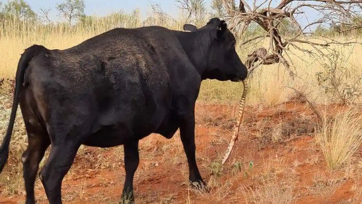 Kejadian Unik Sapi Memakan Ular Piton hingga Jerapah Tendang Badak, Videonya Viral