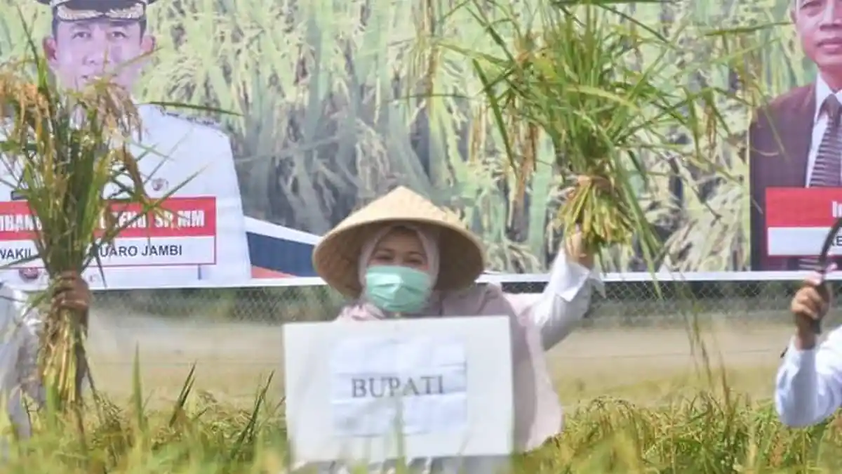 Bupati Masnah Panen Perdana Padi Sawah Varietas Unggul Sailun Salimbai