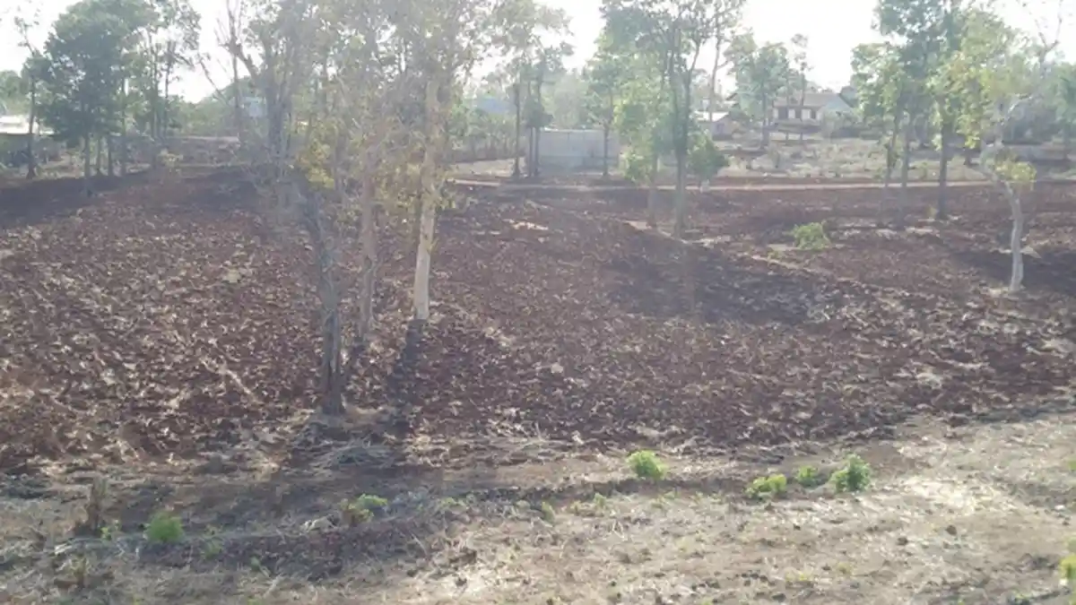 Sekertaris Dinas TPHP TTS : Belum Waktunya Tanam, Hujan Yang Turun Karena Anomali Cuaca