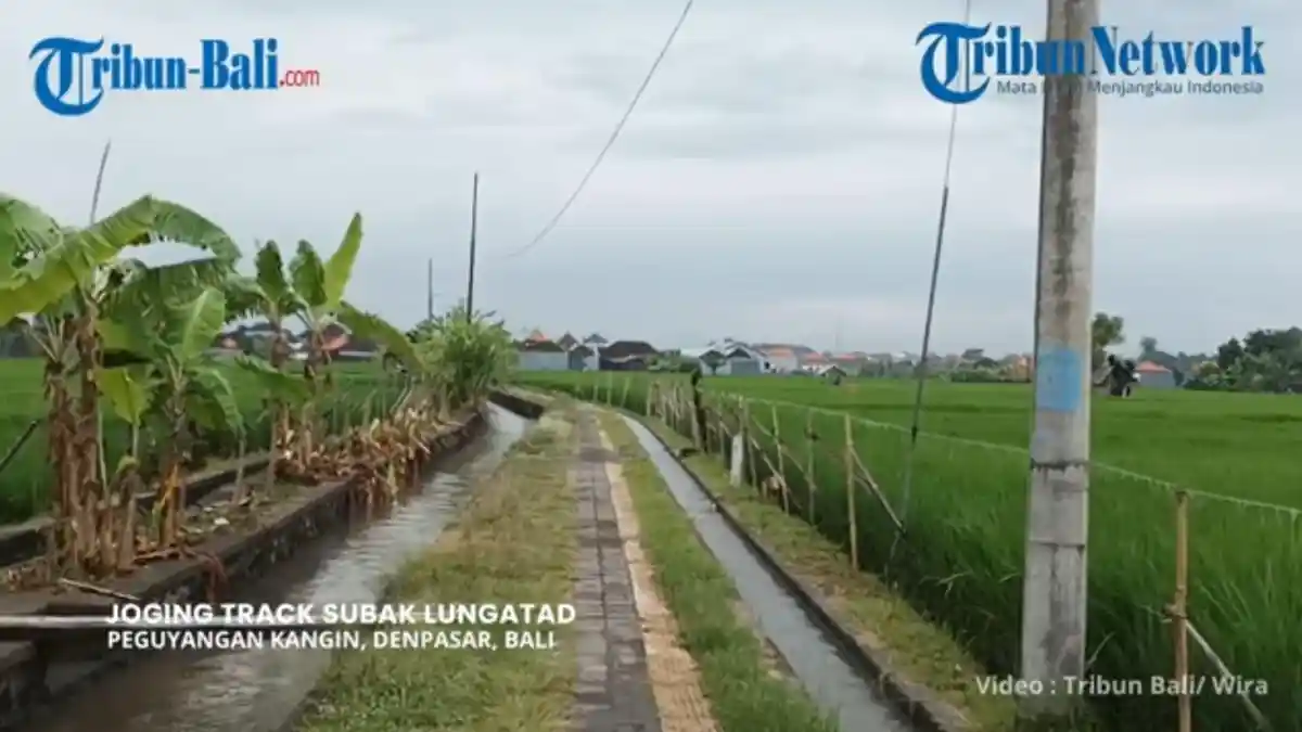 Terancam Punah! Jogging Track Subak Lungatad: Wisata Persawahan Ditengah Transformasi Pemukiman