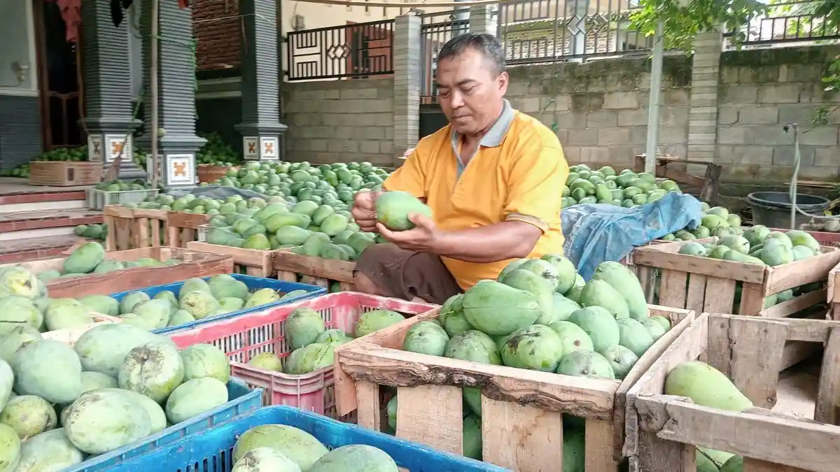 Cuaca Buruk Pengaruhi Kualitas dan Harga Mangga Harum Manis di Magetan