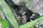 Cargo Live Animal Dikembalikan