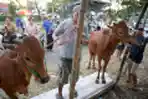 Penjualan Sapi Madura