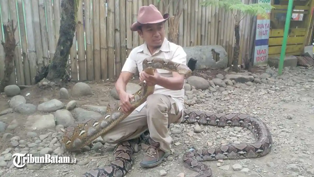 Beda dengan yang Lain, Pawang Ular Asal Bandung Ini Tangkap Ular dengan Menghipnotis Ular, Kok Bisa?