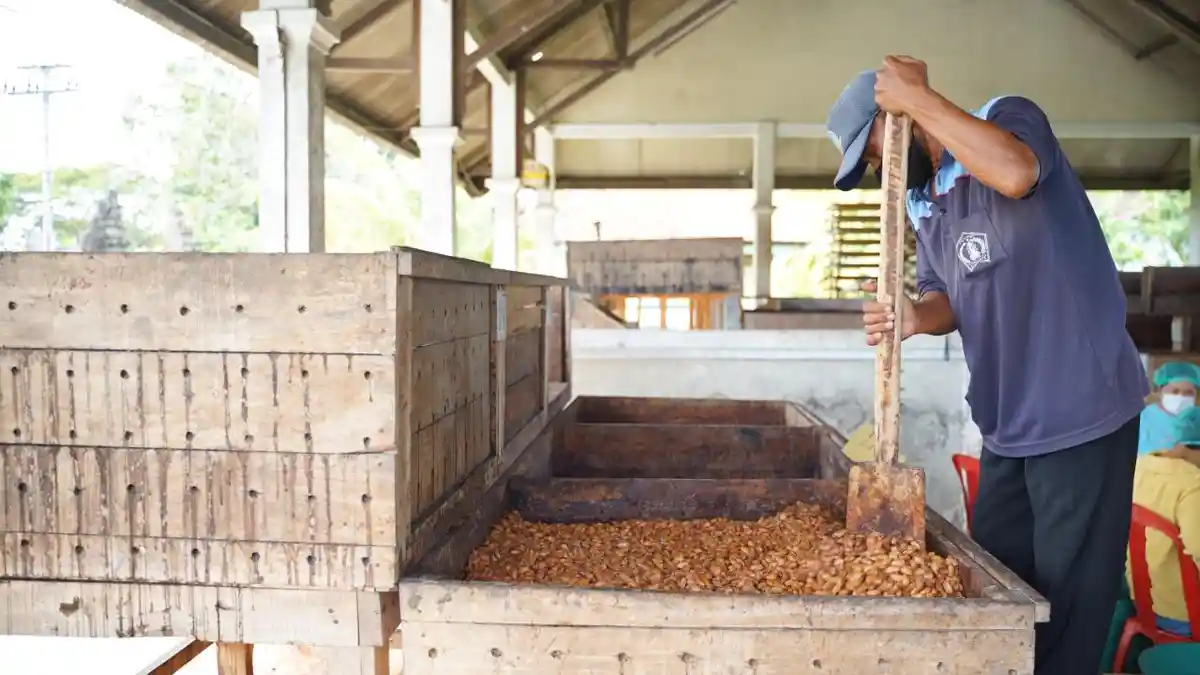 Harga Kakao Melambung Bikin Harga Cokelat Ikut Naik