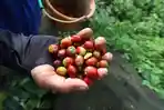 Pekerja-memanen-biji-kopi-di-kawasan-Sukamakmur-Kabupaten-Bogor-Jawa-Barat.jpg