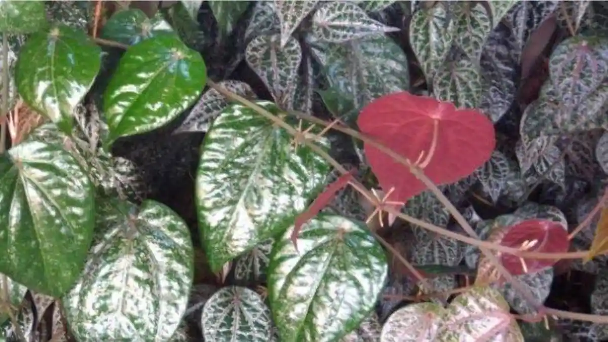 Air Rebusan Daun Sirih Merah Sebagai Obat Herbal, Ampuh dan Bermanfaat Untuk Kesehatan