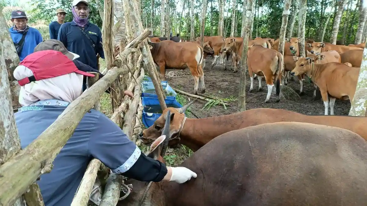 Dinas Pertanian dan Pangan Belitung Timur Gencarkan Vaksinasi PMK Hewan Ternak