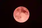 ilustrasi-bulan-purnama-stroberi-atau-strawberry-full-moon.jpg