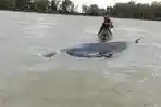 Ikan Paus Raksasa Mati Terjebak di Sungai Somor Cengal OKI, Pakar Sebut Faktor Ini Penyebabnya