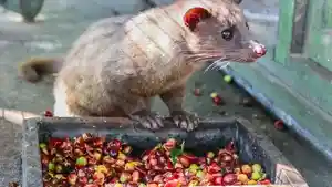 Kopi-Luwak.jpg