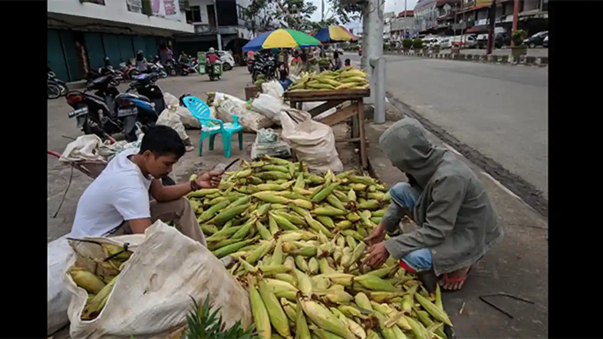 Jelang Tahun Baru 2018, Harga Jagung di Pontianak Bervariasi