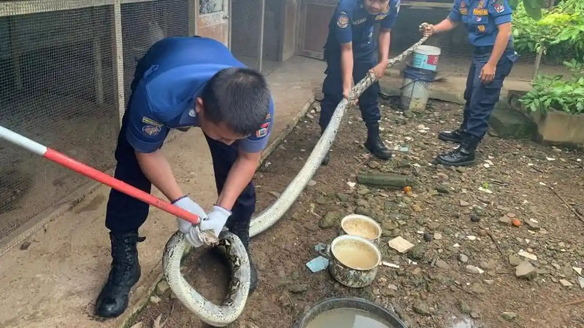 Ular Piton Sepanjang 3,5 Meter Kembali Dievakuasi di Padang, Ditemukan Dalam Kandang Ayam 