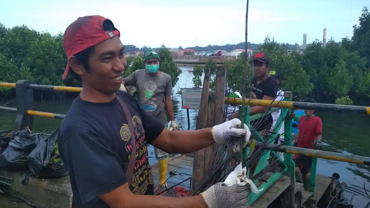 Warga Bersihkan Tumpahan Minyak yang Menempel di Mangrove dengan Tisu