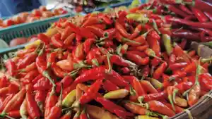 STABILITAS-HARGA-Pedagang-cabai-rawit-di-Pasar-Raya-Mojosari-Kabupaten-Mojokerto.jpg