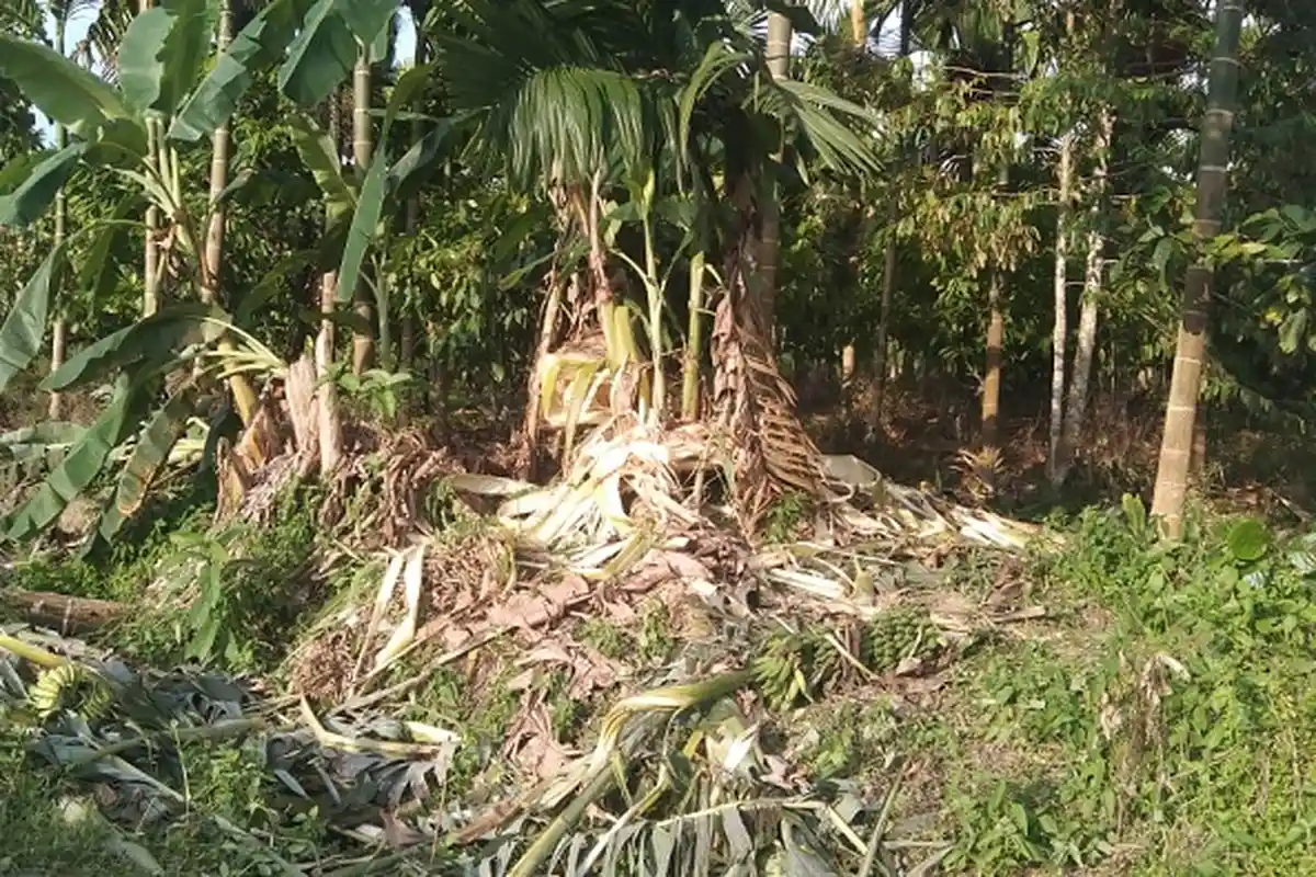 Kawanan Gajah Liar Kembali Obrak-abrik Pondok dan Tanaman Warga di Aceh Utara, Diusir Pakai Obor 