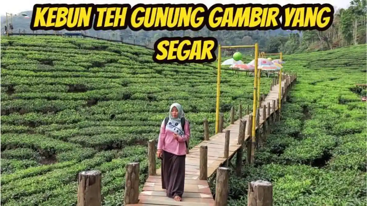 48 Menit Saja dari Pusat Kota, Ada Kebun Teh Gunung Gambir yang Segar, Pas Buat Libur Lebaran 2025