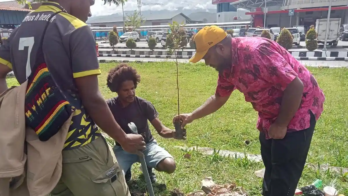 DLH Jayawijaya Mulai Tanam 1.000 Pohon Cemara di Pusat Kota